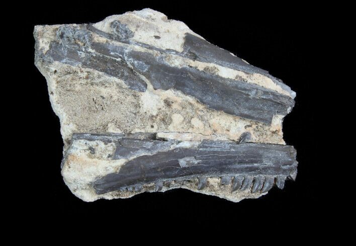 Permian Synapsid (Mycterosaurus) Jaws - Oklahoma #77988